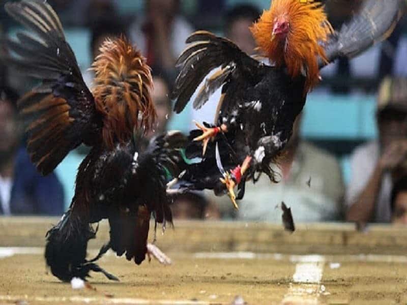 Đá gà Philippines diễn ra gay cấn và khốc liệt 